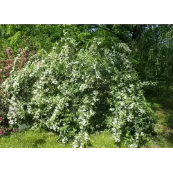 Veigelė - Weigela CANDIDA
