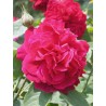 Rožė - Rosa L.D. BRAITHWAITE ®