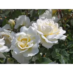 Rožių krūmai internetu su pristatymu į namus