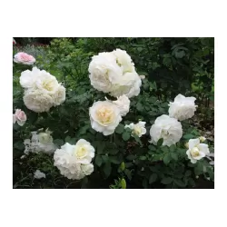 Rožių krūmai internetu su pristatymu į namus