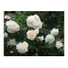 Rožė - Rosa KOSMOS ®