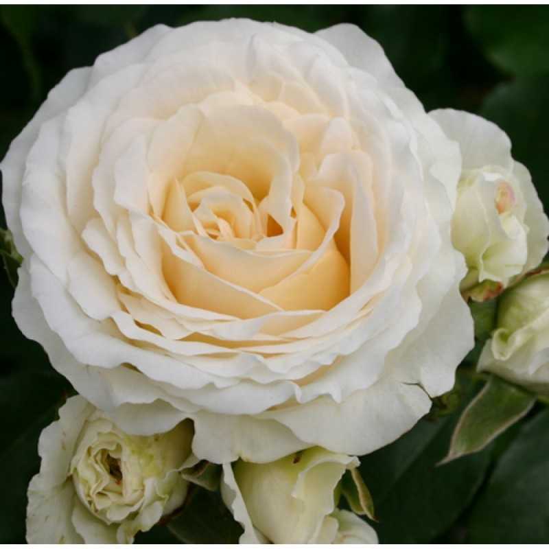 Rožė - Rosa KOSMOS ®