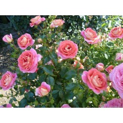 Rožė - Rosa SOMMERSONNE ®
