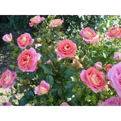Rožė - Rosa SOMMERSONNE ® užsakymas 2026 m