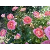 Rožė - Rosa SOMMERSONNE ® užsakymas 2026 m