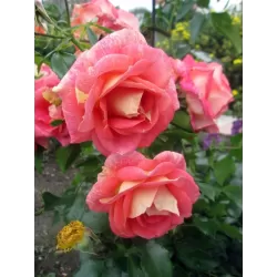 Rožė - Rosa SOMMERSONNE ® užsakymas 2026 m