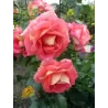 Rožė - Rosa SOMMERSONNE ® užsakymas 2026 m