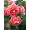 Rožė - Rosa SOMMERSONNE® (Korfocgri) Kordes® skiepyta C4