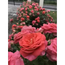 Rožė - Rosa SOMMERSONNE ® užsakymas 2026 m