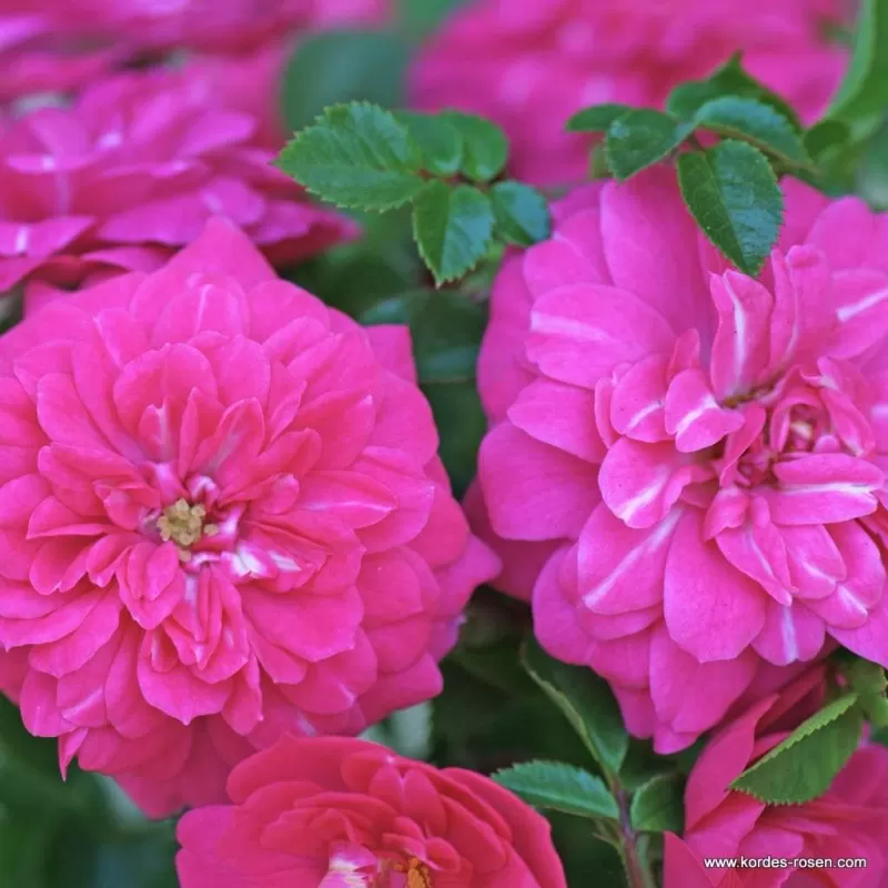 Rosa KNIRPS ®