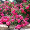 Rožė - Rosa KNIRPS ®