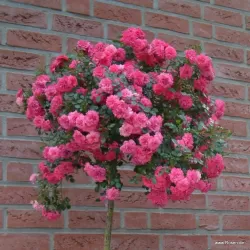 Rosa KNIRPS ®