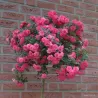 Rosa KNIRPS ®