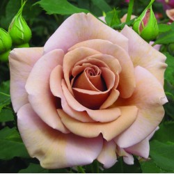 Rožė - Rosa KOKO LOKO ®