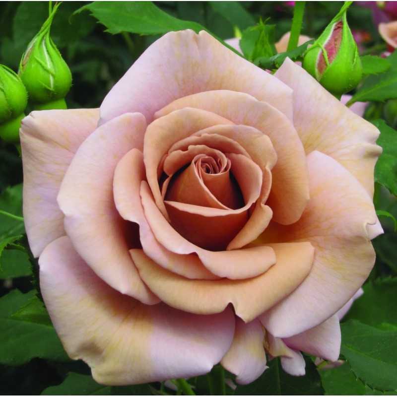 Rožė - Rosa KOKO LOKO ®