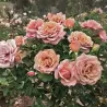 Rožė - Rosa KOKO LOKO ®