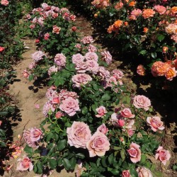 Rožė - Rosa KOKO LOKO ®