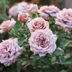 Rožė - Rosa KOKO LOKO ®