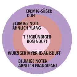 Rožė - Rosa KOELNER FLORA ®