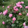 Rožė - Rosa KOELNER FLORA ®