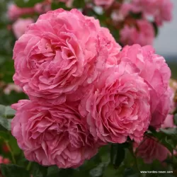 Rožė - Rosa KOELNER FLORA ®