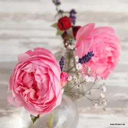 Rožė - Rosa KOELNER FLORA ®