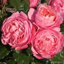 Rožė - Rosa KOELNER FLORA ®