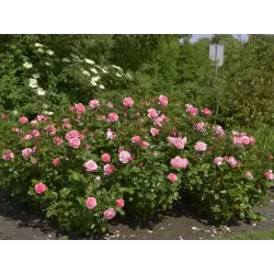 Rožė - Rosa KOELNER FLORA ®