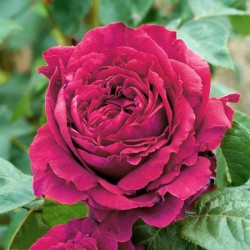 Rožė - Rosa LA ROSE DES 4 VENTS ®