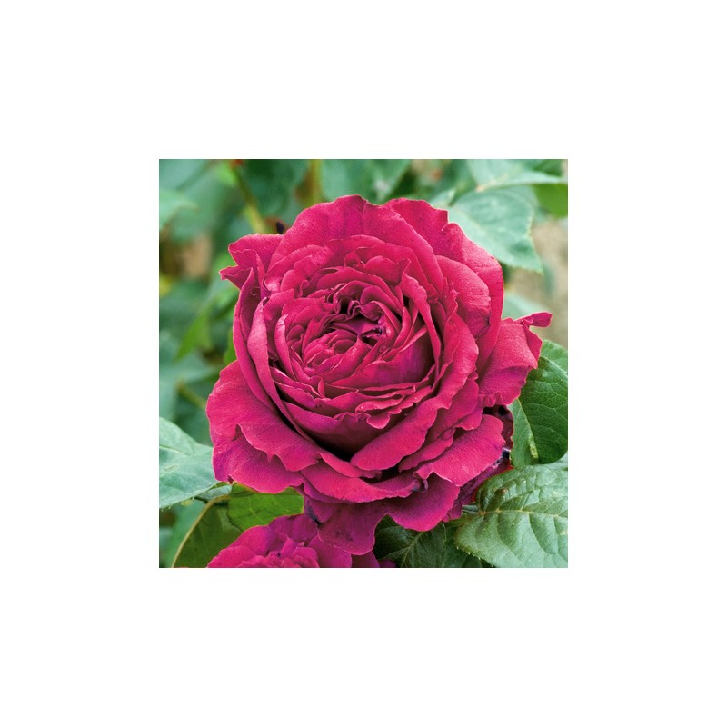 Rosa LA ROSE DES 4 VENTS ®