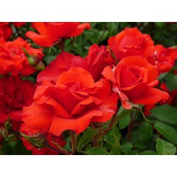 Rožė - Rosa LA SEVILLANA PLUS®