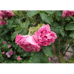 Užsisakyk augalus pavasariui jau dabar