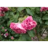 Rožė - Rosa ABELZIEDS