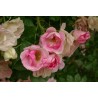 Rožė - Rosa Ābeļzieds P17C2 20-40CM vazone