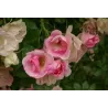 Rožė - Rosa ABELZIEDS