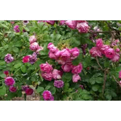 Užsisakyk augalus pavasariui jau dabar