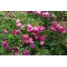 Rožė - Rosa ABELZIEDS