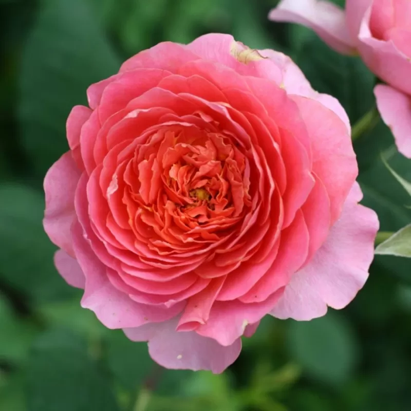 Rosa AMANDINE CHANEL ®