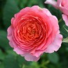Rožė - Rosa AMANDINE CHANEL ®