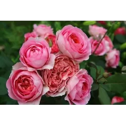Rosa AMANDINE CHANEL ®
