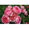 Rosa AMANDINE CHANEL ®
