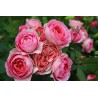 Rožė - Rosa AMANDINE CHANEL ® (Masamcha) Guillot®  C4 vazone