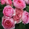 Rosa AMANDINE CHANEL ®