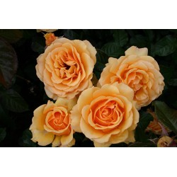 Rožė - Rosa AMBER QUEEN