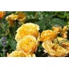 Rožė - Rosa AMBER QUEEN (Harroony) vazone