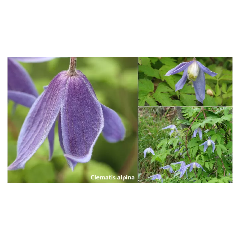 Raganė (vijutrė) - Clematis atragene ALPINA