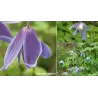 Raganė (vijutrė) - Clematis atragene ALPINA