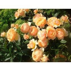 Rožė - Rosa AMBER QUEEN (Harroony) vazone