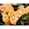 Rožė - Rosa AMBER QUEEN