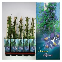 Raganė (vijutrė) - Clematis atragene ALPINA